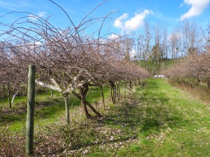 vergers-kiwis-avant-taille