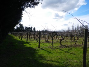 Taille-hiver-kiwis