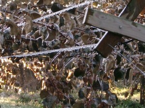 arrosage pour protéger les fruits du gel