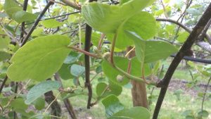 bouton-floral-kiwi-midi-pyrénées